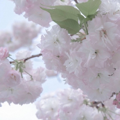 Furry插画素材合集福瑞交流群